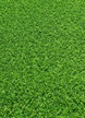  Sztuczna trawa Miami Verde (4)